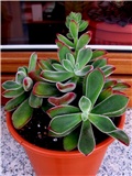 Echeveria pulvinata Ruby 